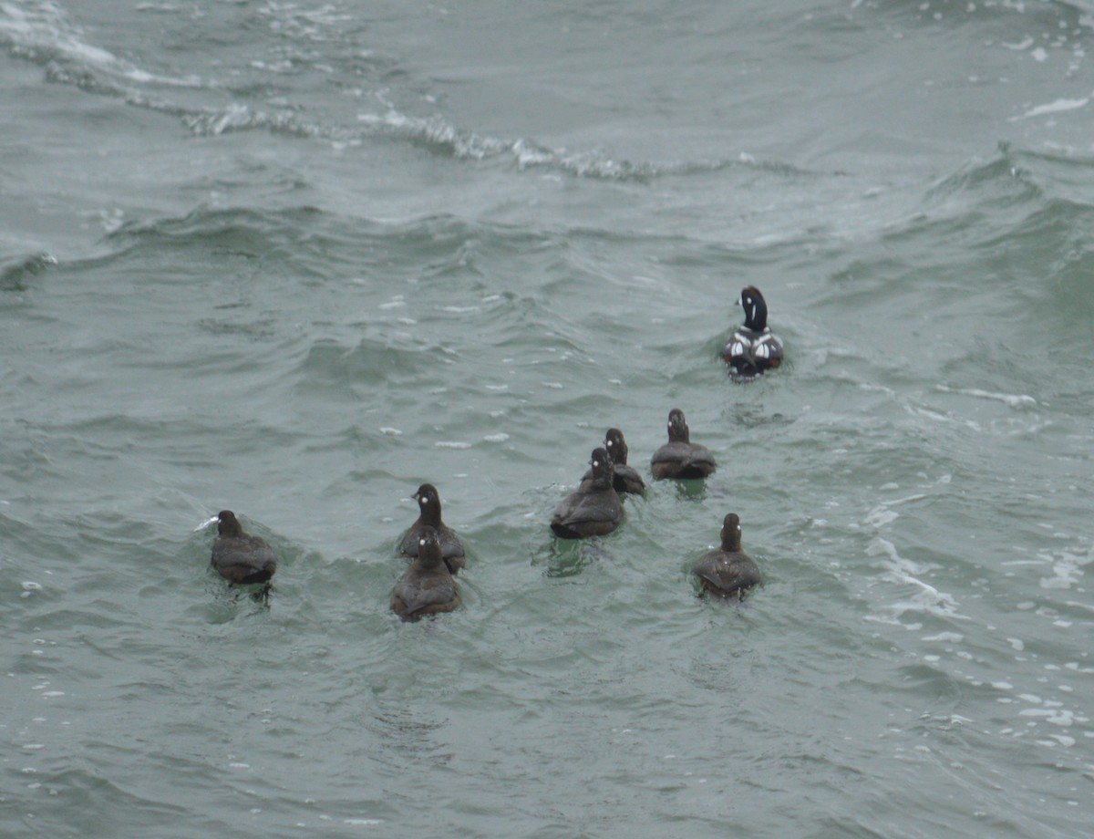 Harlequin Duck - ML39558891