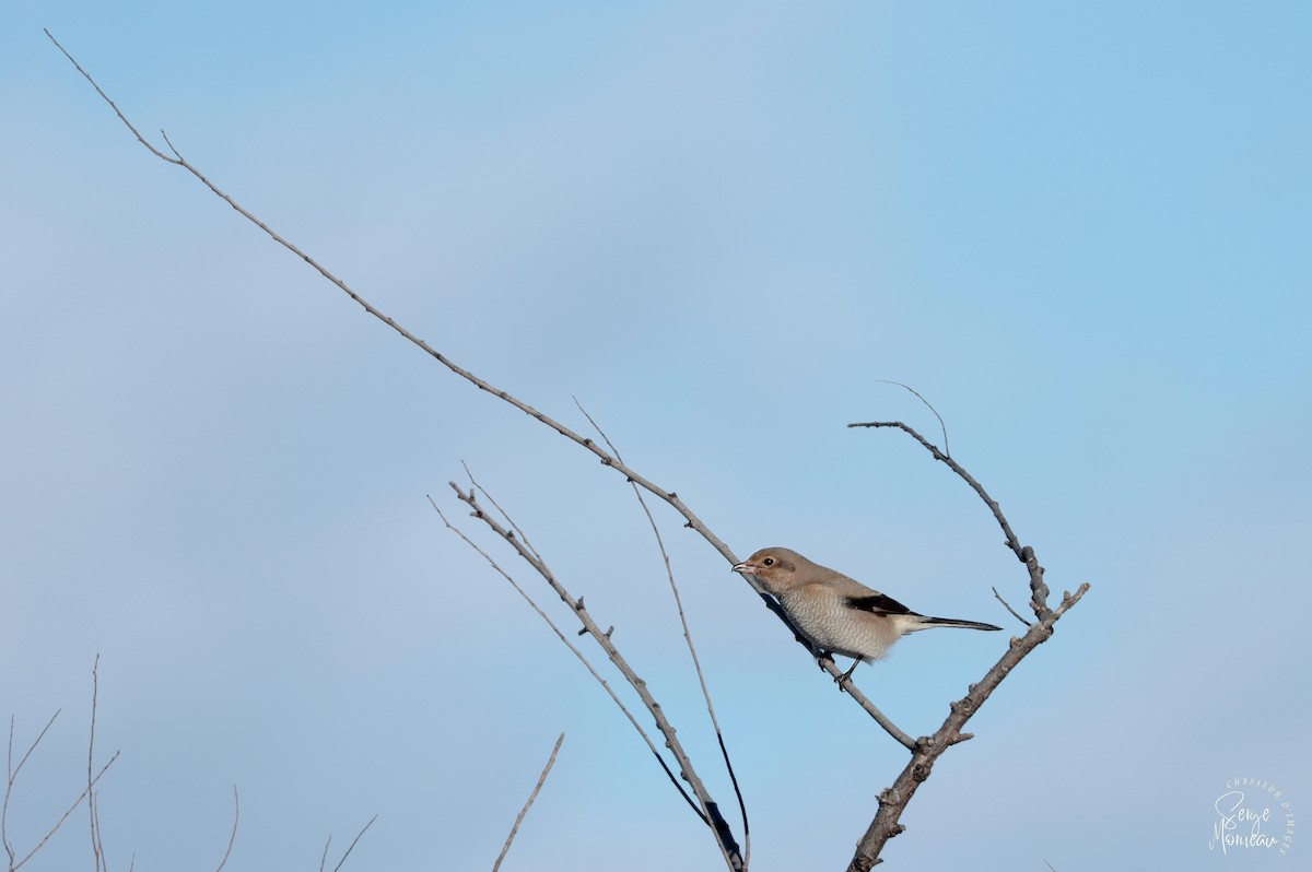 Northern Shrike - ML395589091