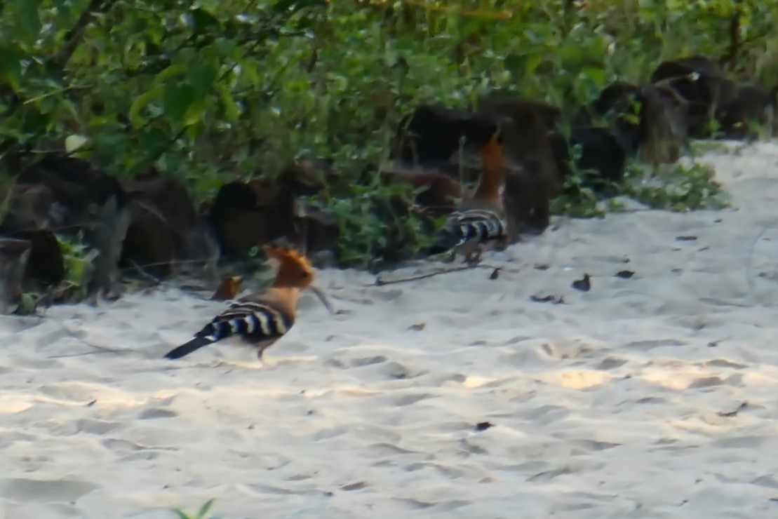 Madagascar Hoopoe - ML395590791