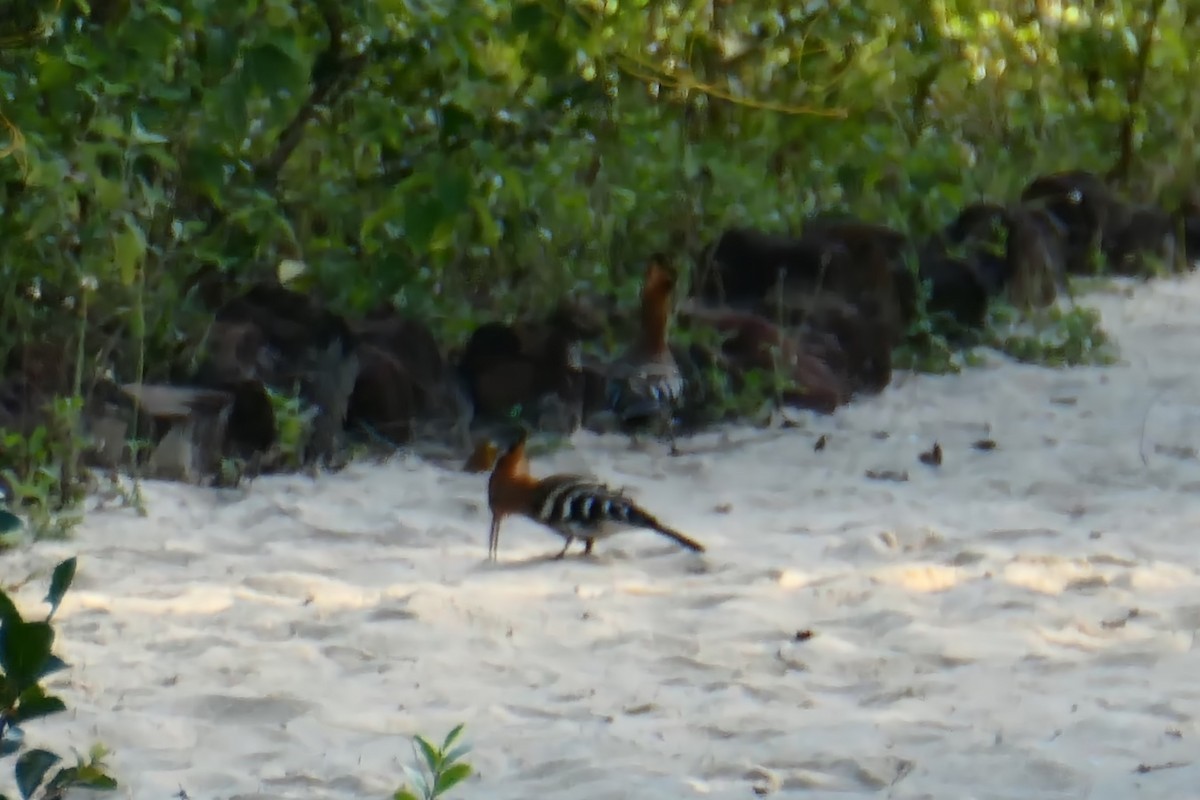 Madagascar Hoopoe - ML395590831