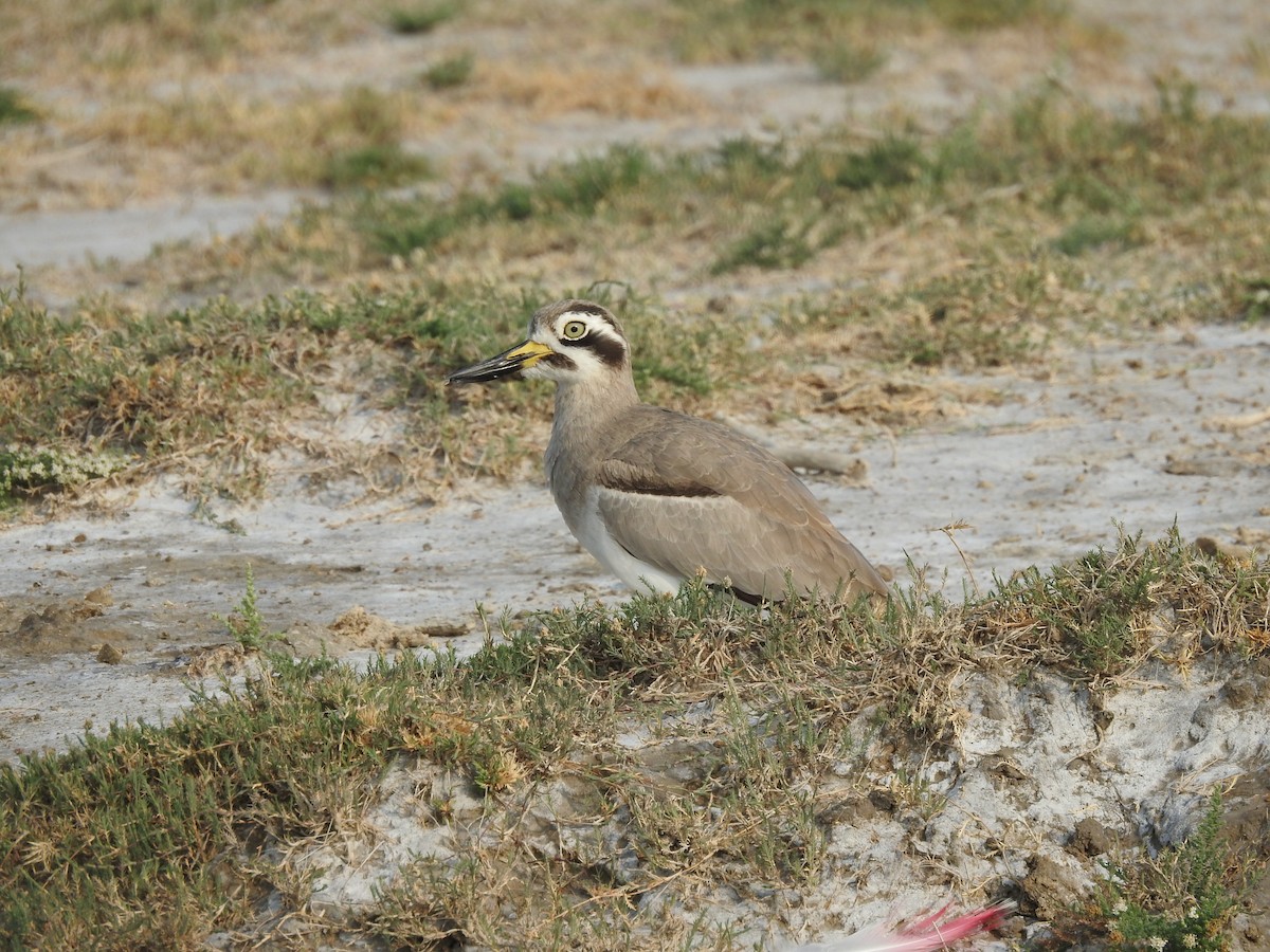 Great Thick-knee - BiRdeR BäBä