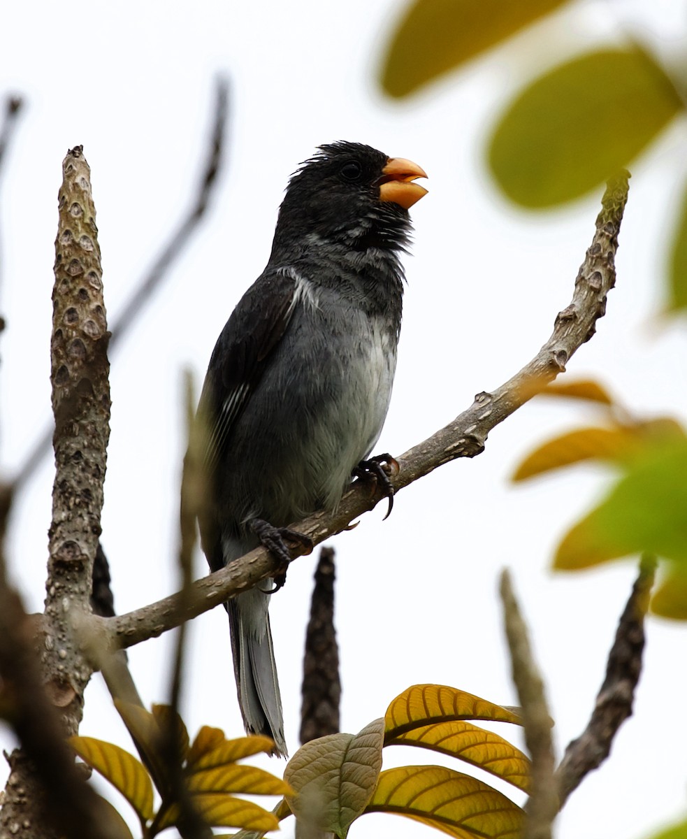 Gray Seedeater - ML395591461