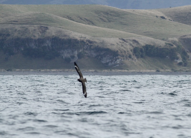 Brown Skua - Tom Tarrant