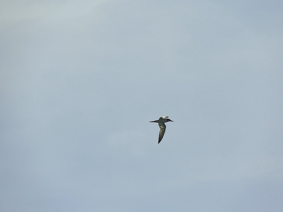 Great Crested Tern - ML395596681