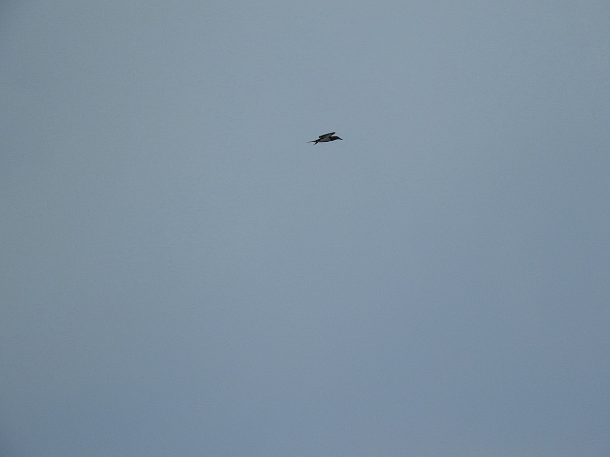 Brown Booby - ML395596691