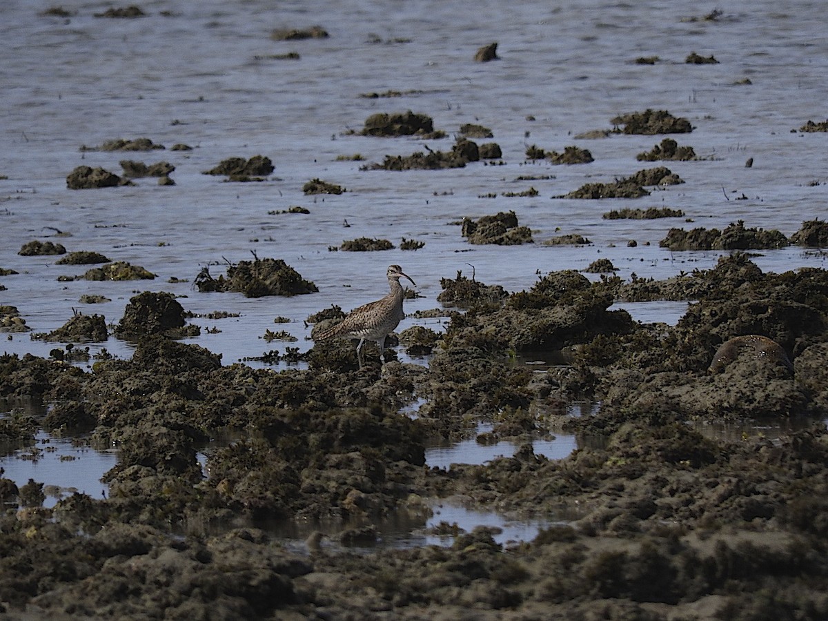 Whimbrel - George Vaughan