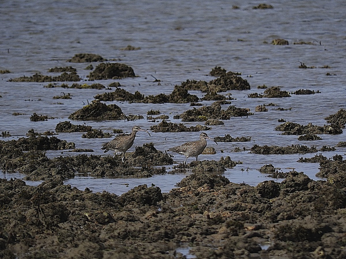 Whimbrel - George Vaughan