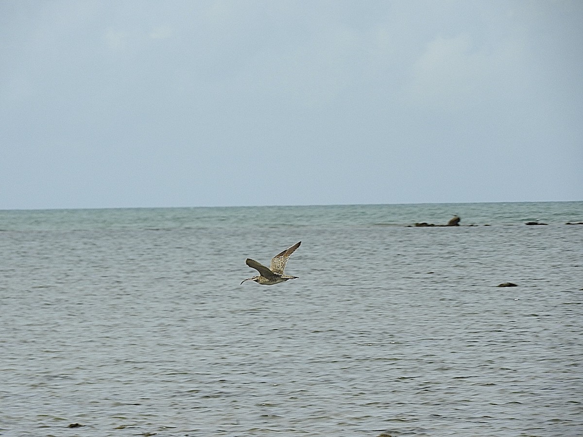 Whimbrel - George Vaughan