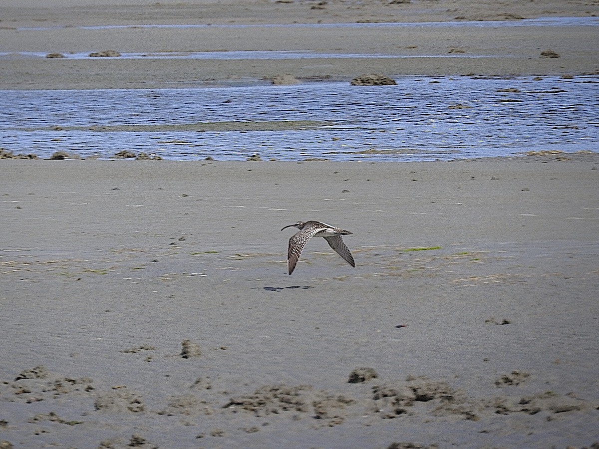 Whimbrel - George Vaughan