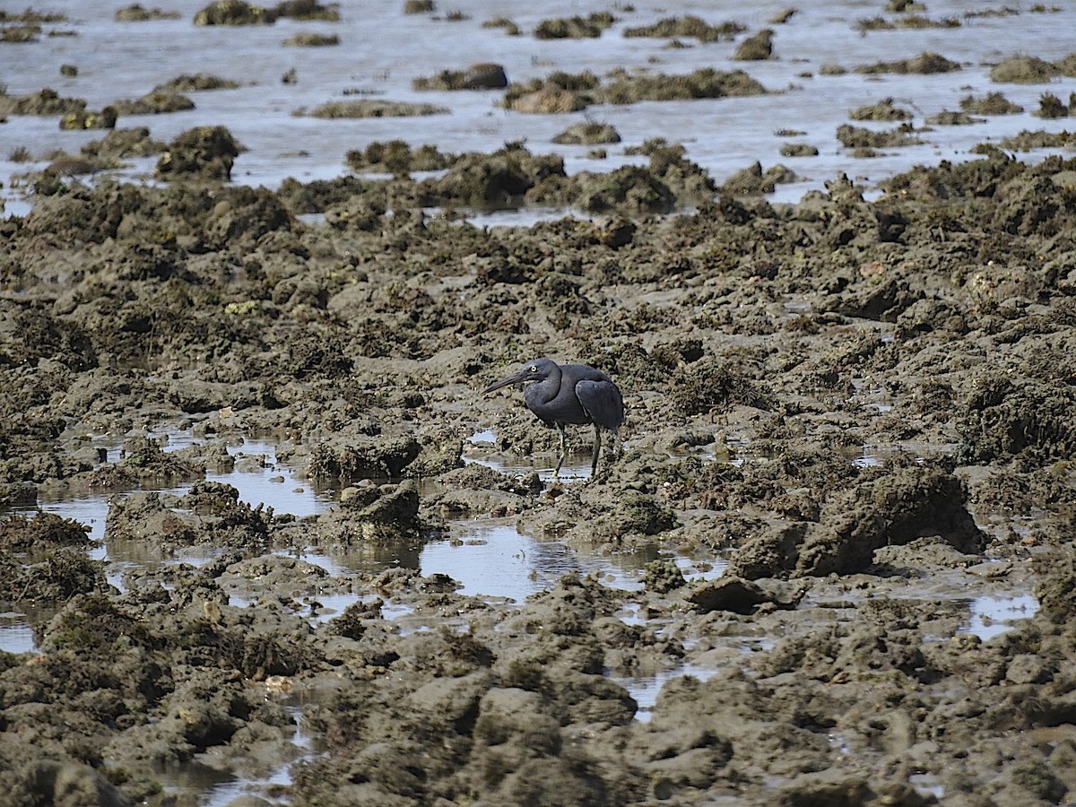 Pacific Reef-Heron - George Vaughan