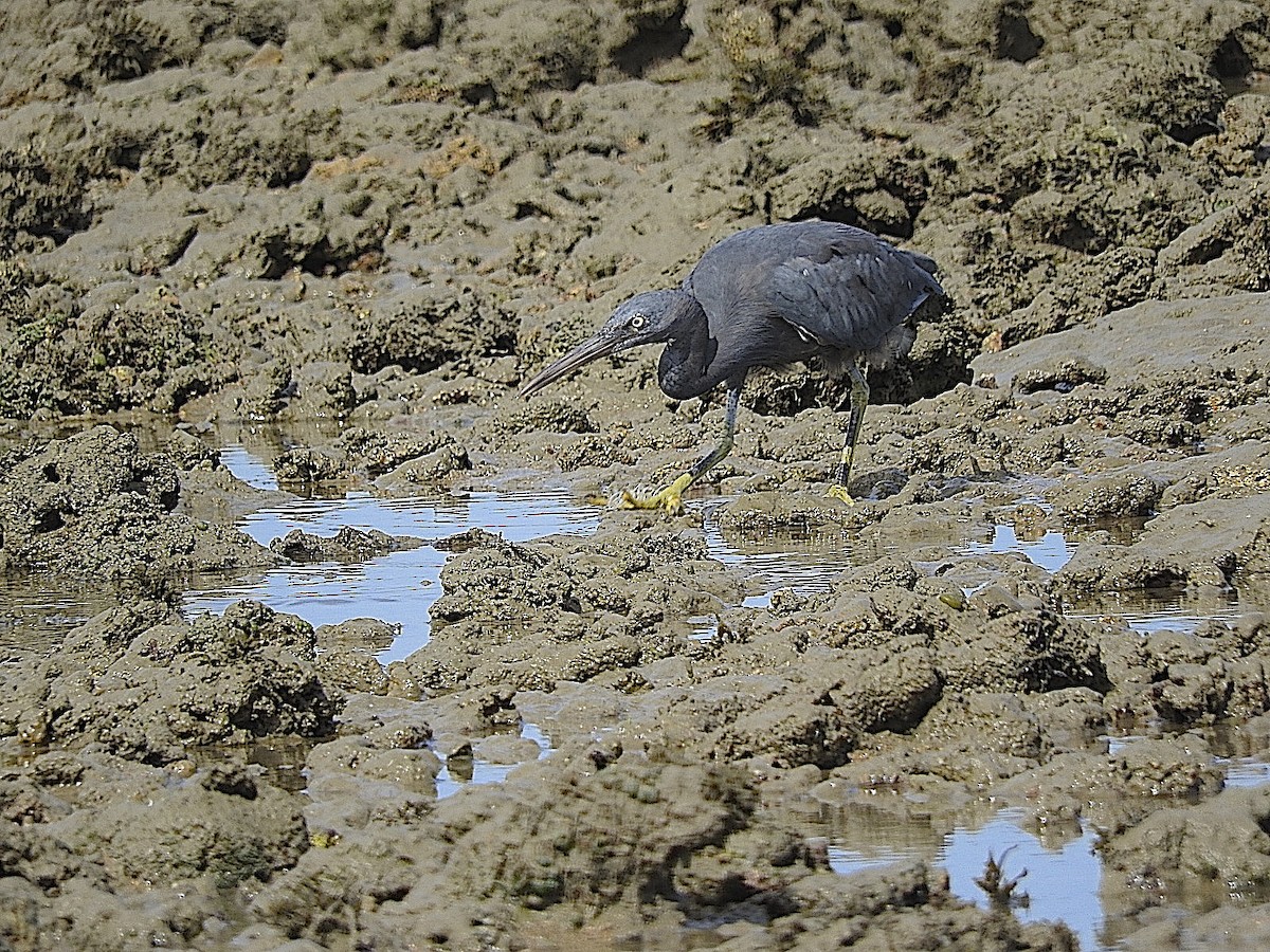 Pacific Reef-Heron - George Vaughan