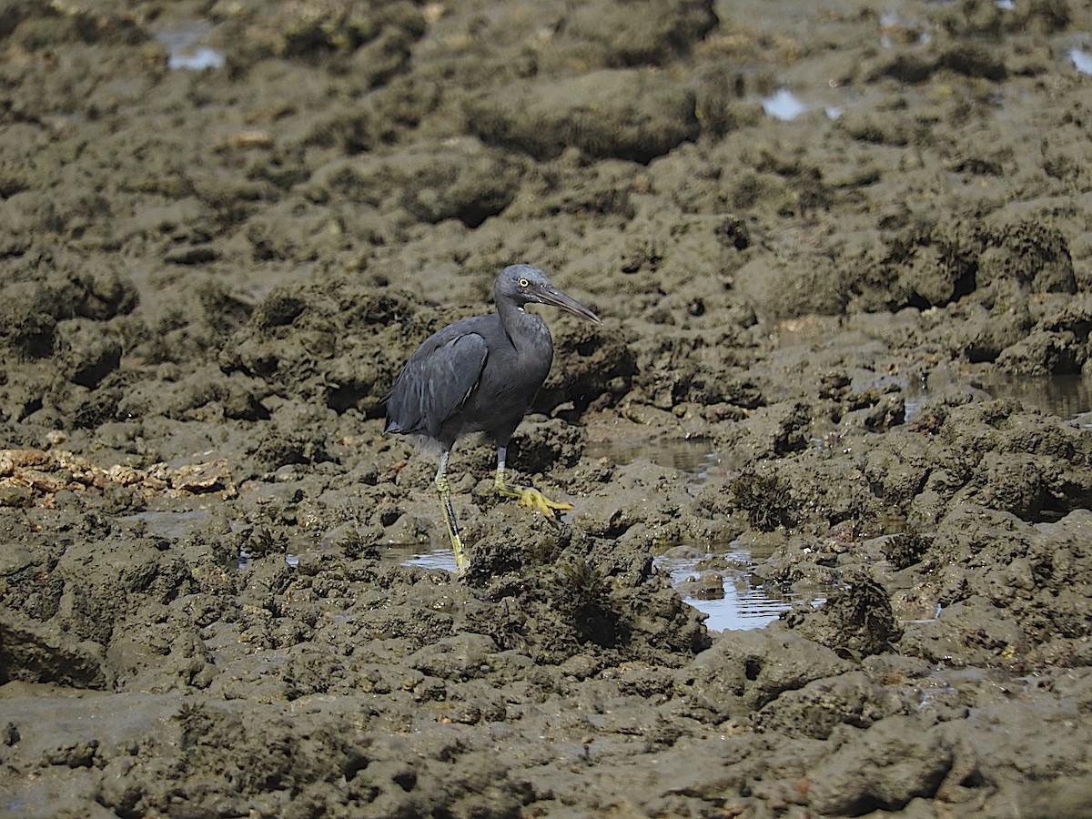 Pacific Reef-Heron - George Vaughan