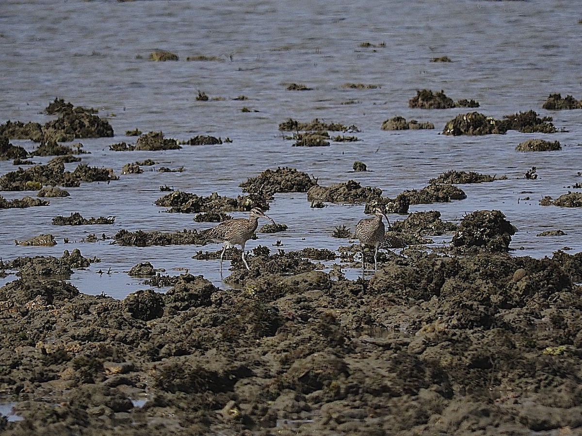 Whimbrel - George Vaughan