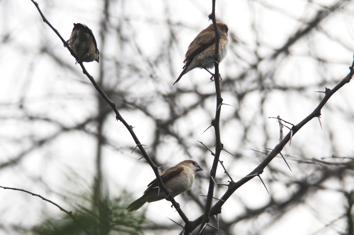 Indian Silverbill - ML395599031
