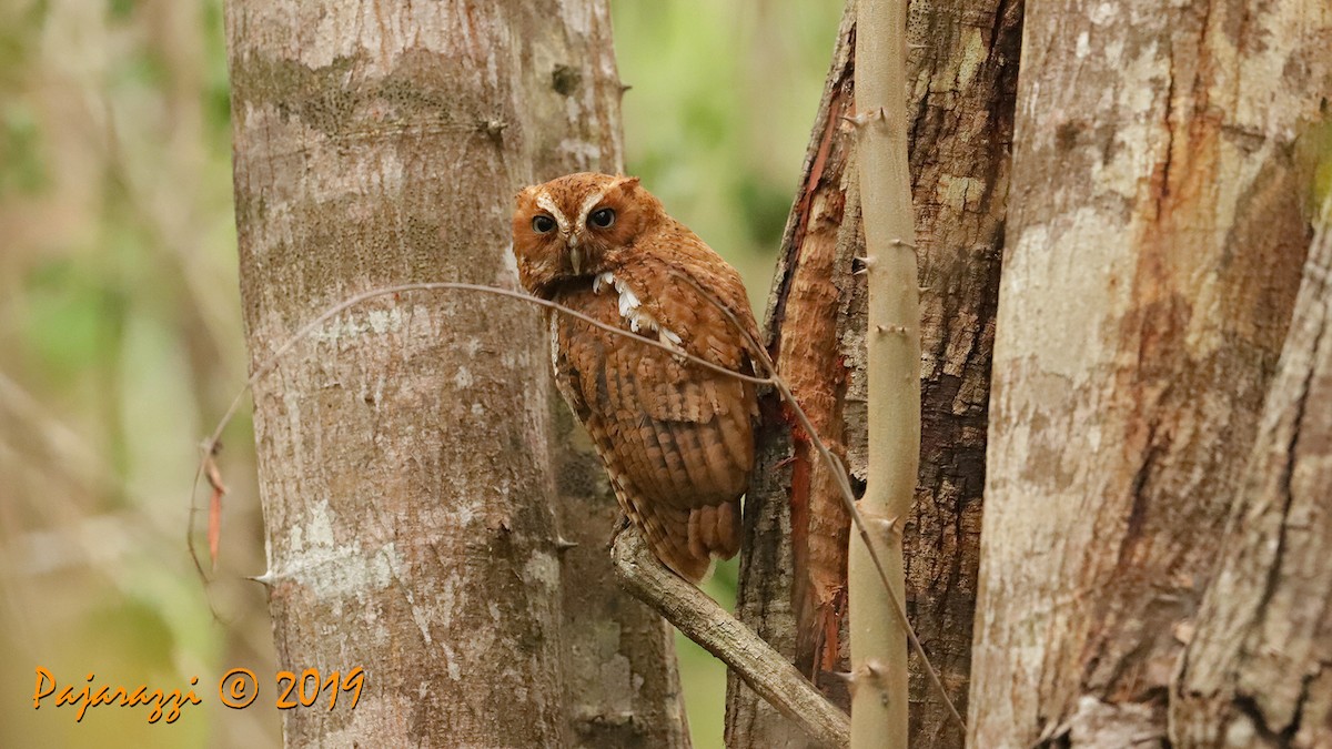 Middle American Screech-Owl - ML395599681