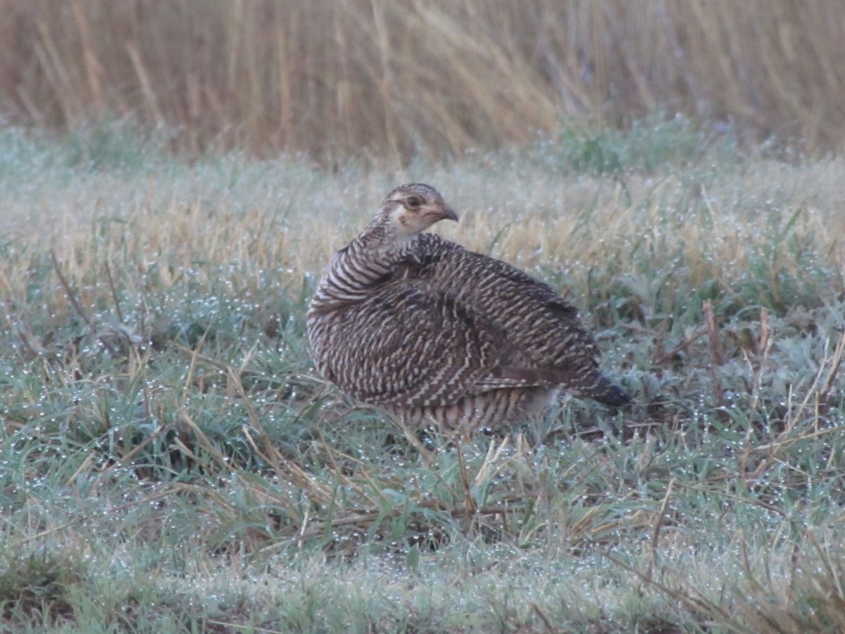 Lesser Prairie-Chicken - Sabrina Hepburn