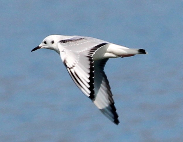 Bonaparte's Gull - ML39560071