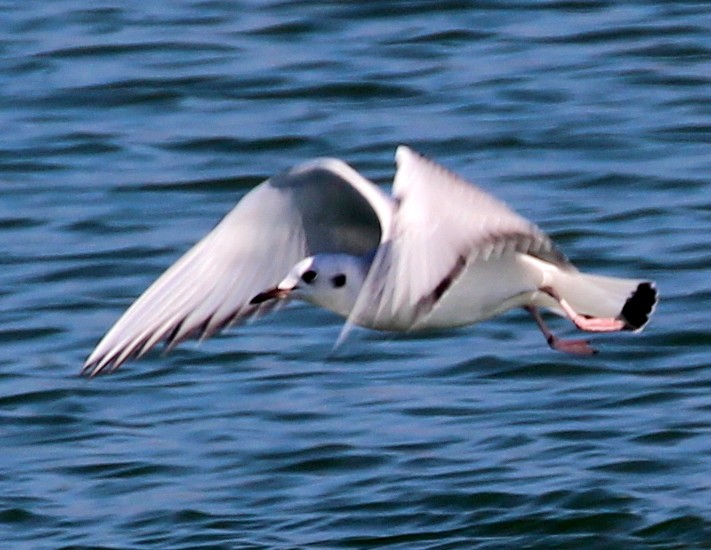 Gaviota de Bonaparte - ML39560081