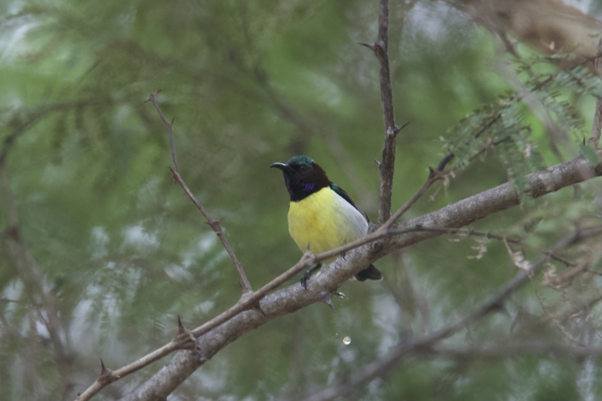 Purple-rumped Sunbird - ML395601601
