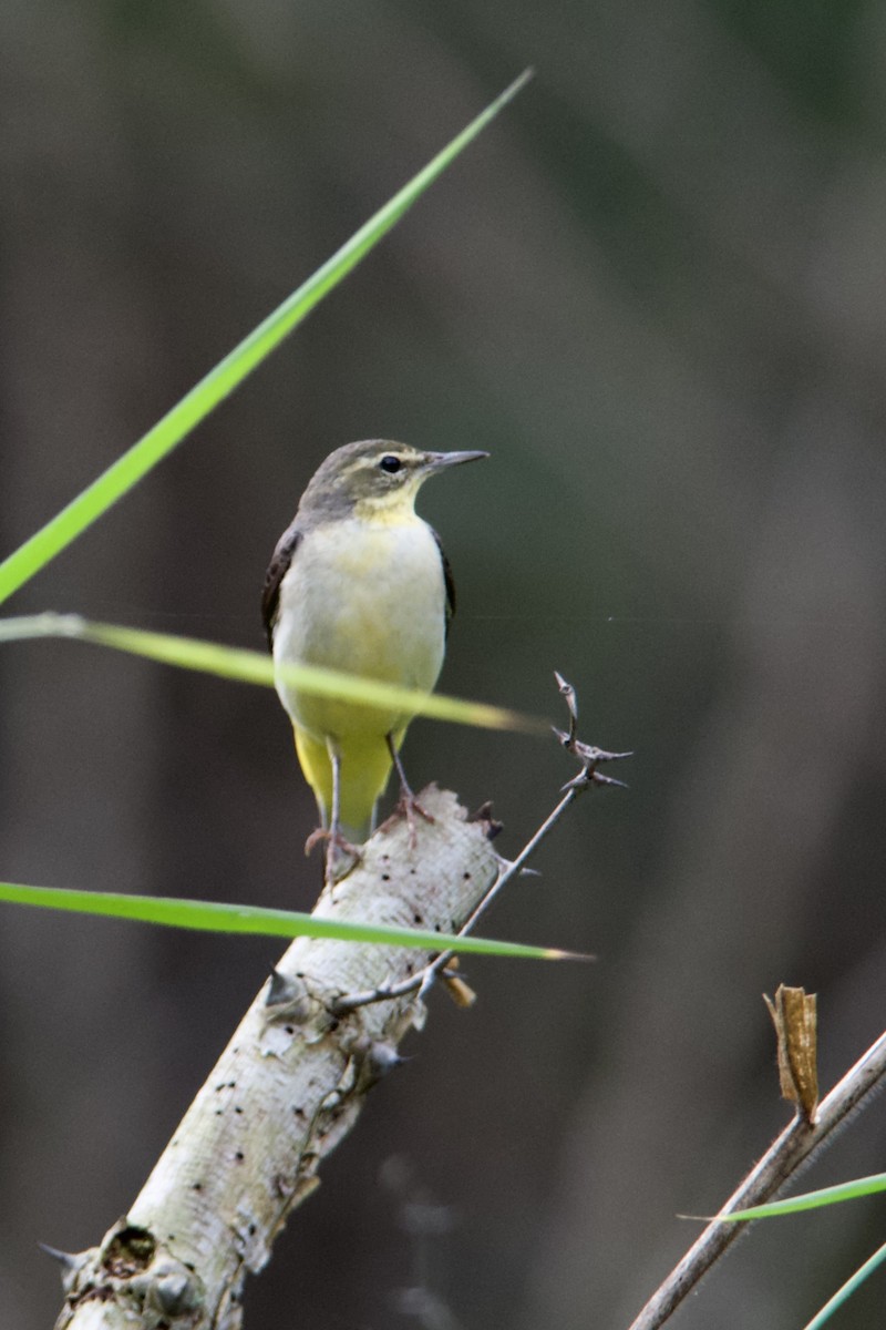 Gray Wagtail - ML395602011