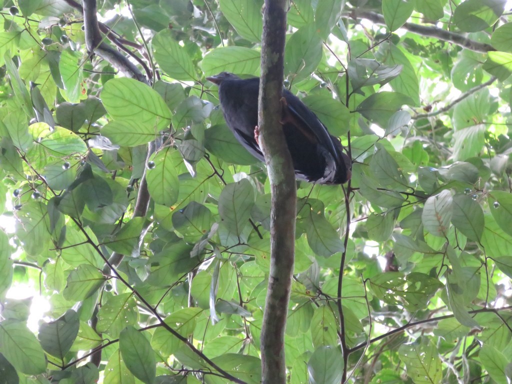 Red-legged Brushturkey - ML39560221