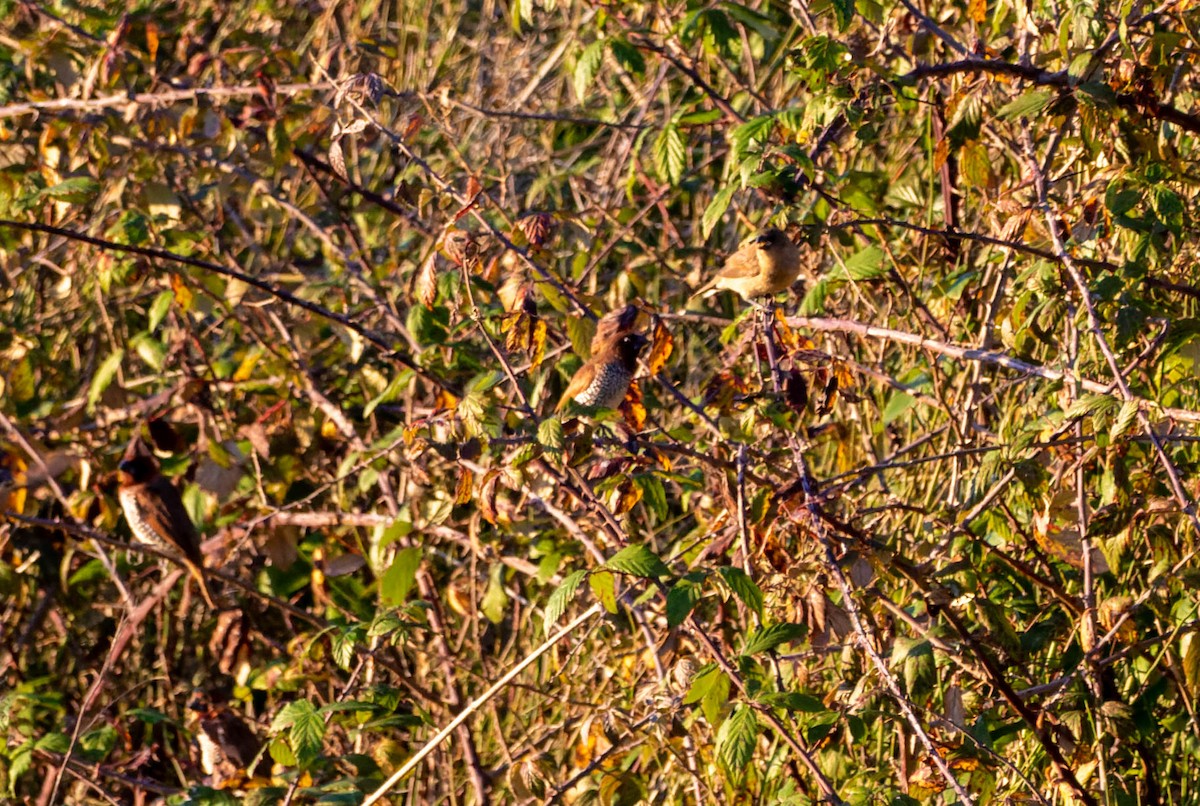 Scaly-breasted Munia - ML395602381