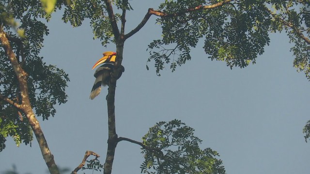 Great Hornbill - ML395602811
