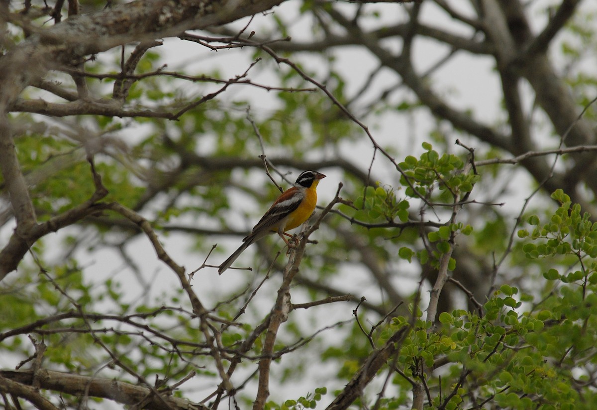 Golden-breasted Bunting - ML395603151