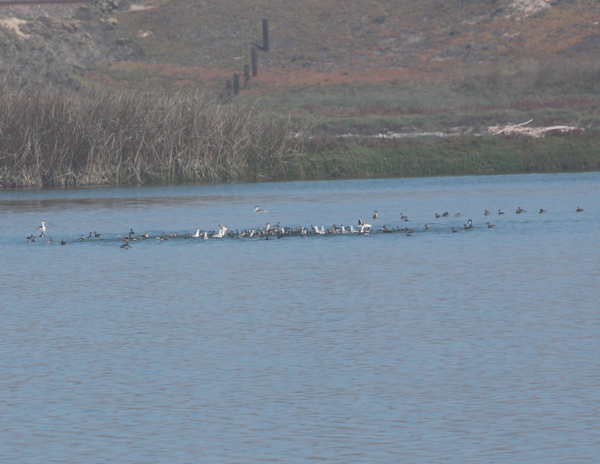 Eared Grebe - ML39560451