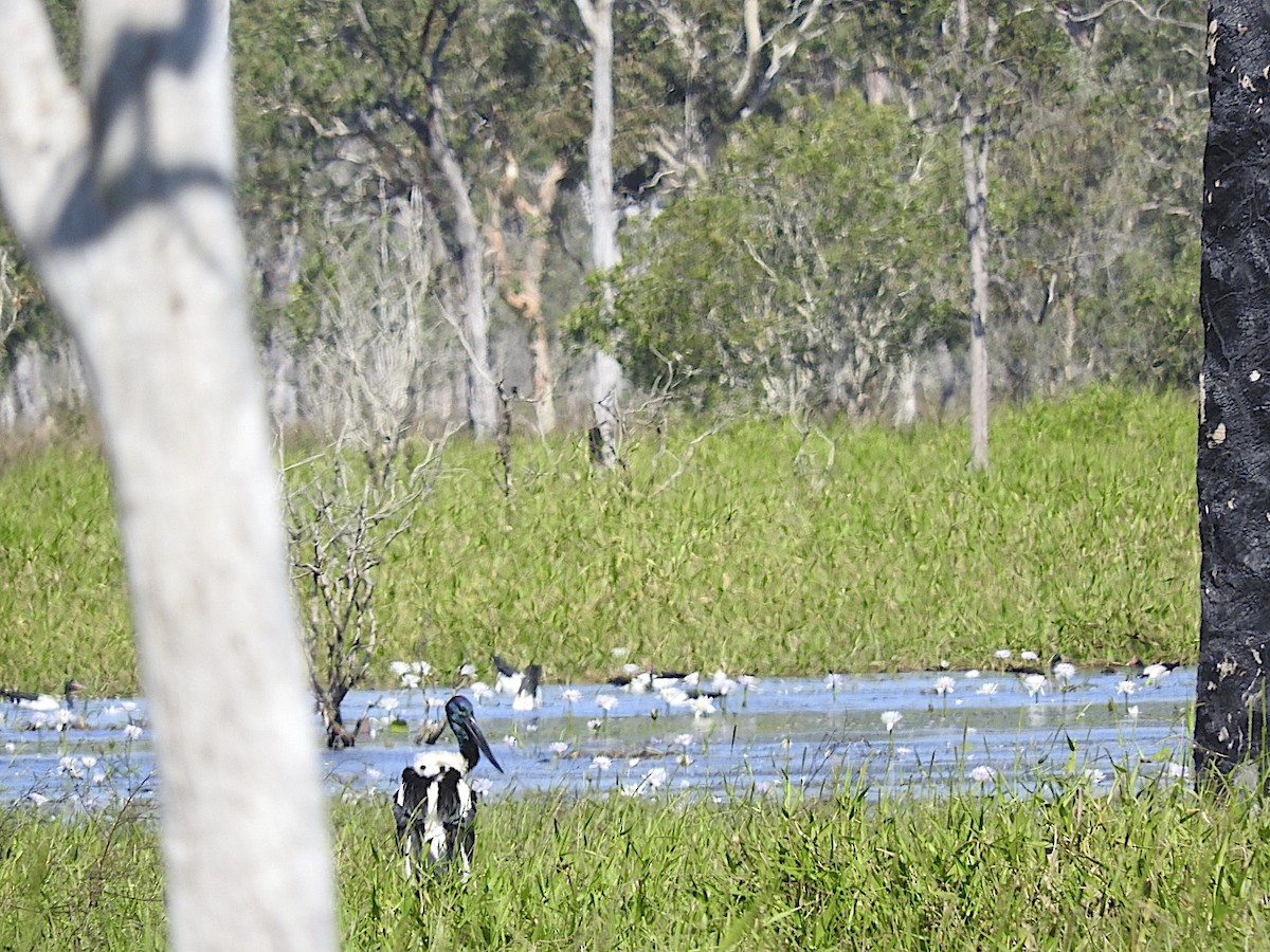 Black-necked Stork - George Vaughan