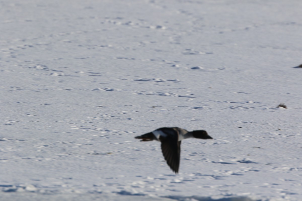 Barrow's Goldeneye - ML395607171