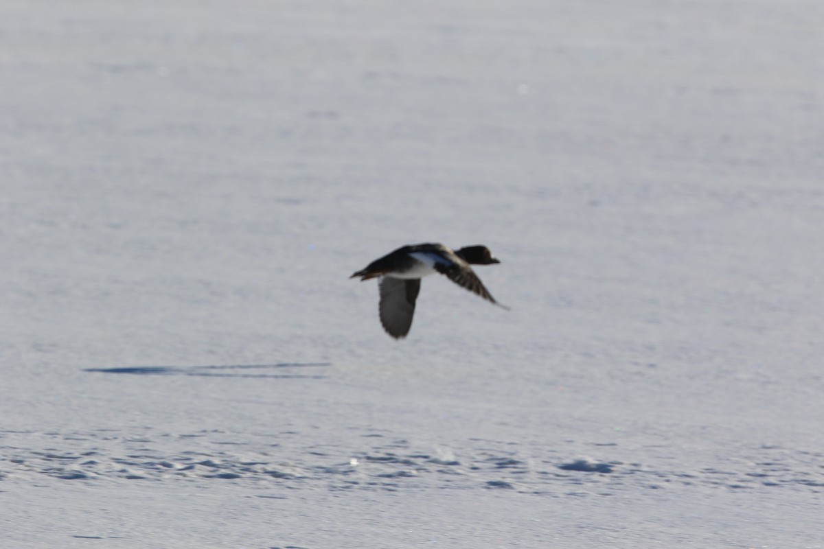 Barrow's Goldeneye - ML395607251