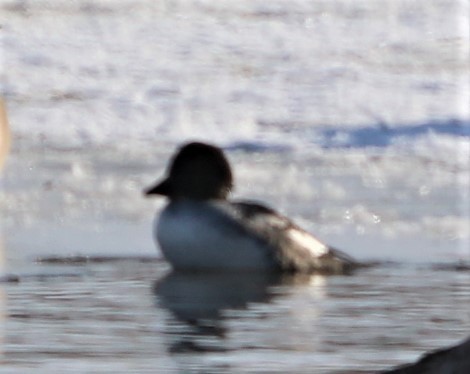 Barrow's Goldeneye - ML395607301