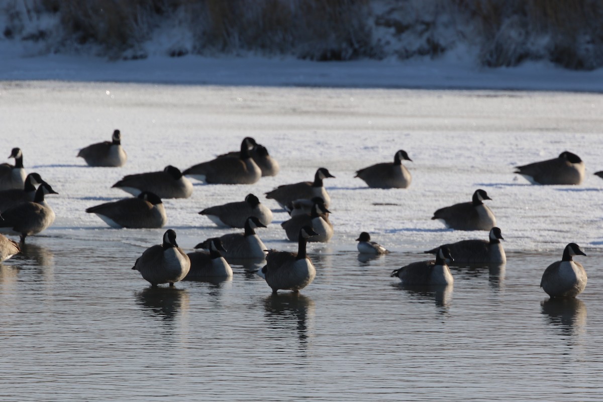 Barrow's Goldeneye - ML395607311