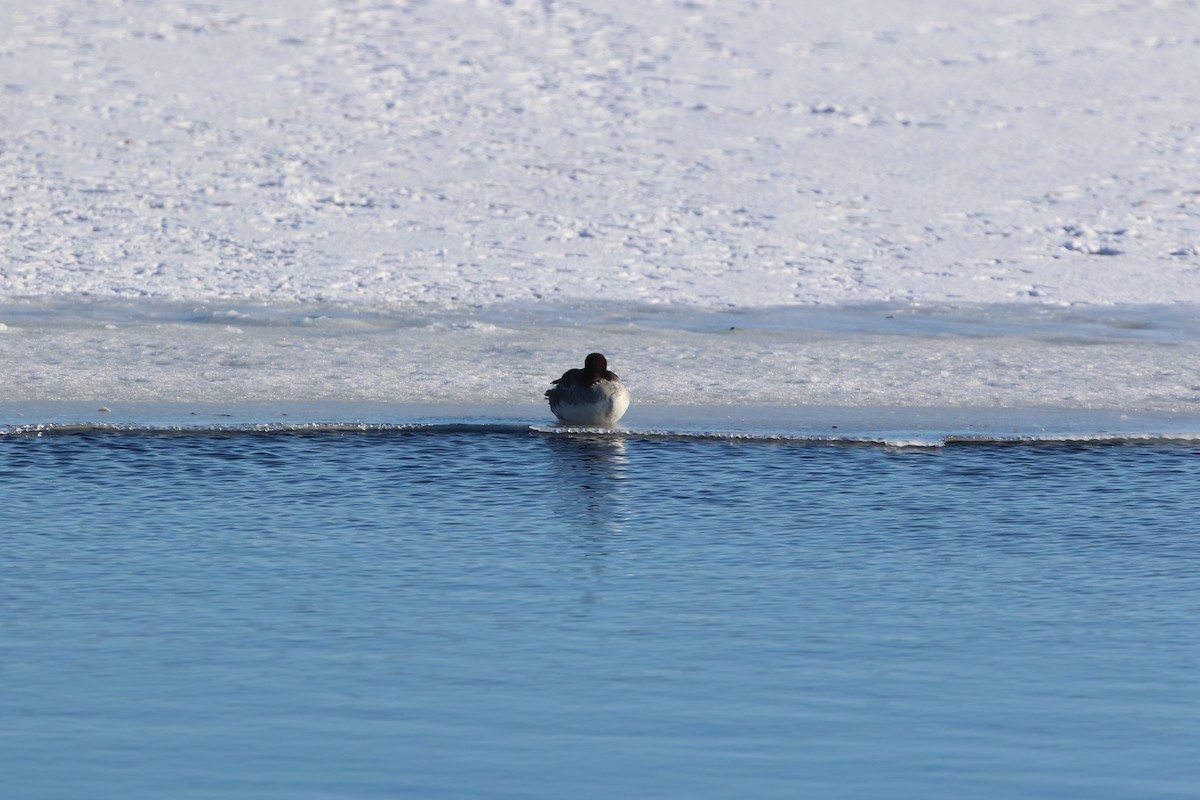 Barrow's Goldeneye - ML395607441