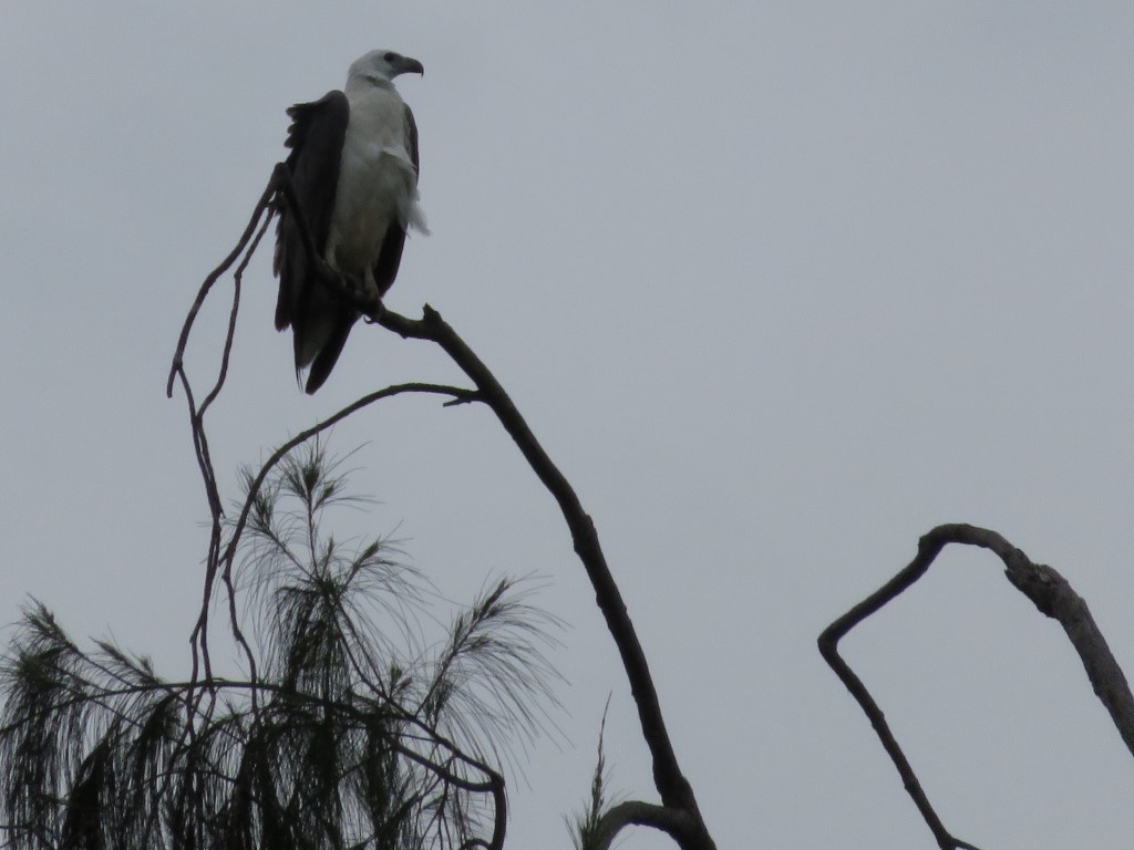 White-bellied Sea-Eagle - ML39560791