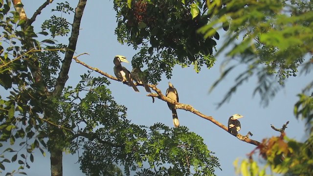 Oriental Pied-Hornbill - ML395607961