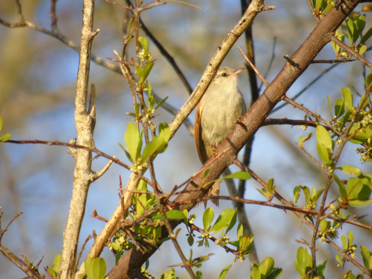 Gray-headed Spinetail - ML395608041