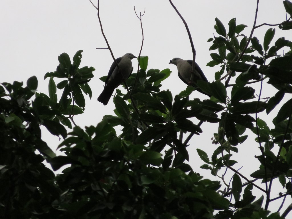 Pacific Imperial-Pigeon - ML39560831