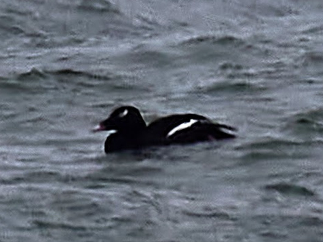 White-winged Scoter - ML395609231