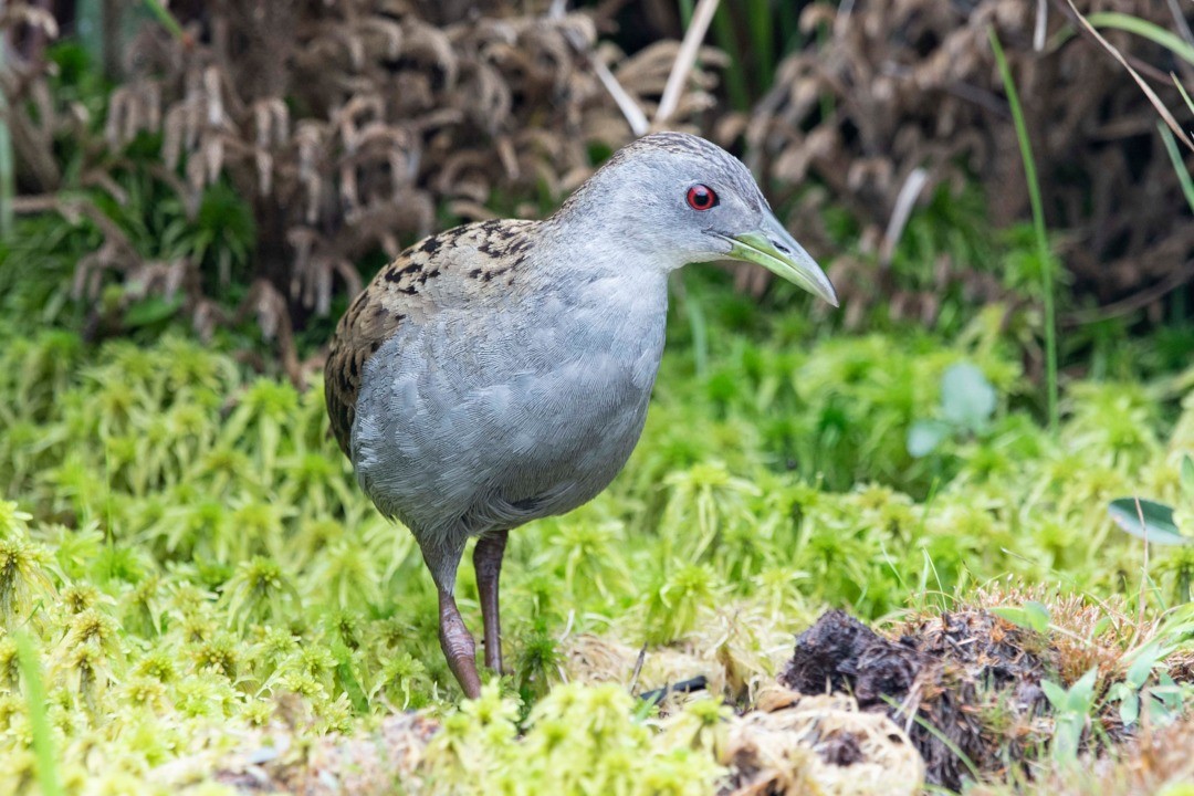 Ash-throated Crake - ML395609381