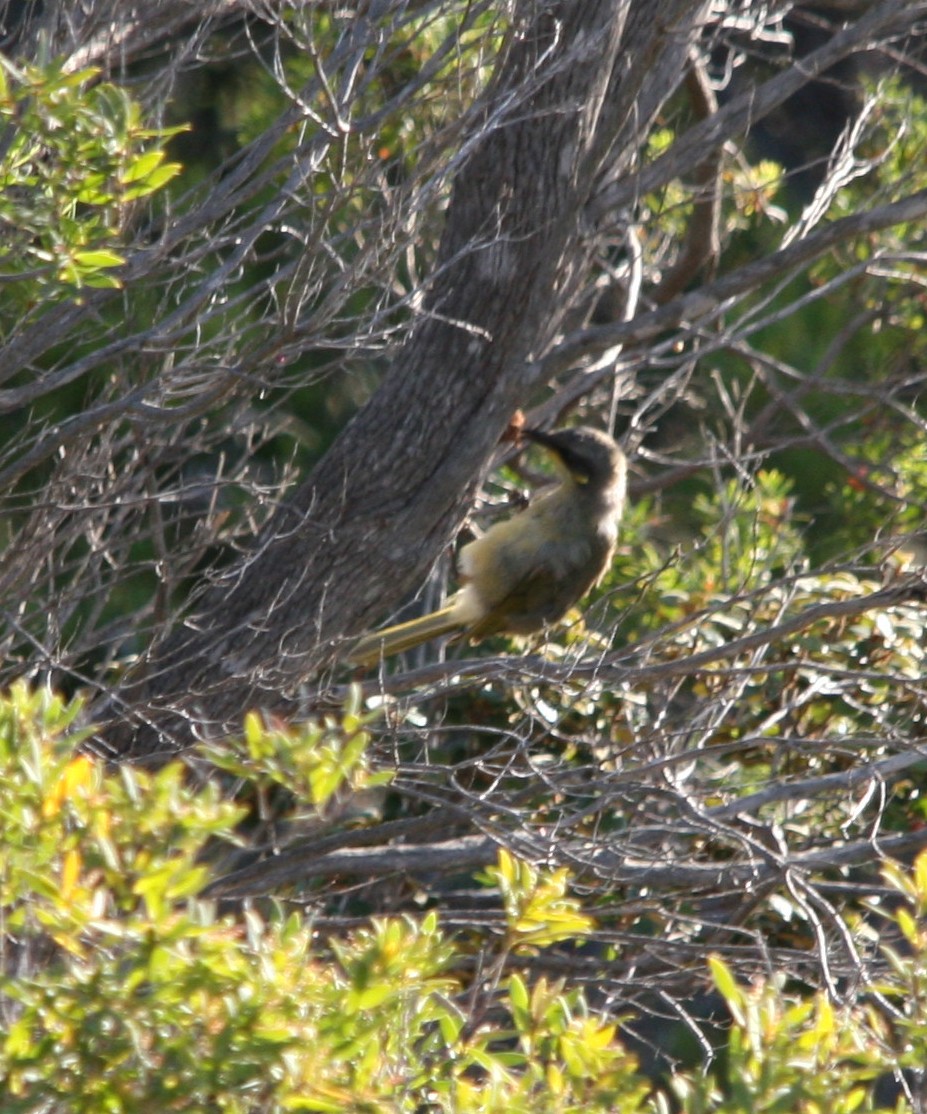 Purple-gaped Honeyeater - ML395611451