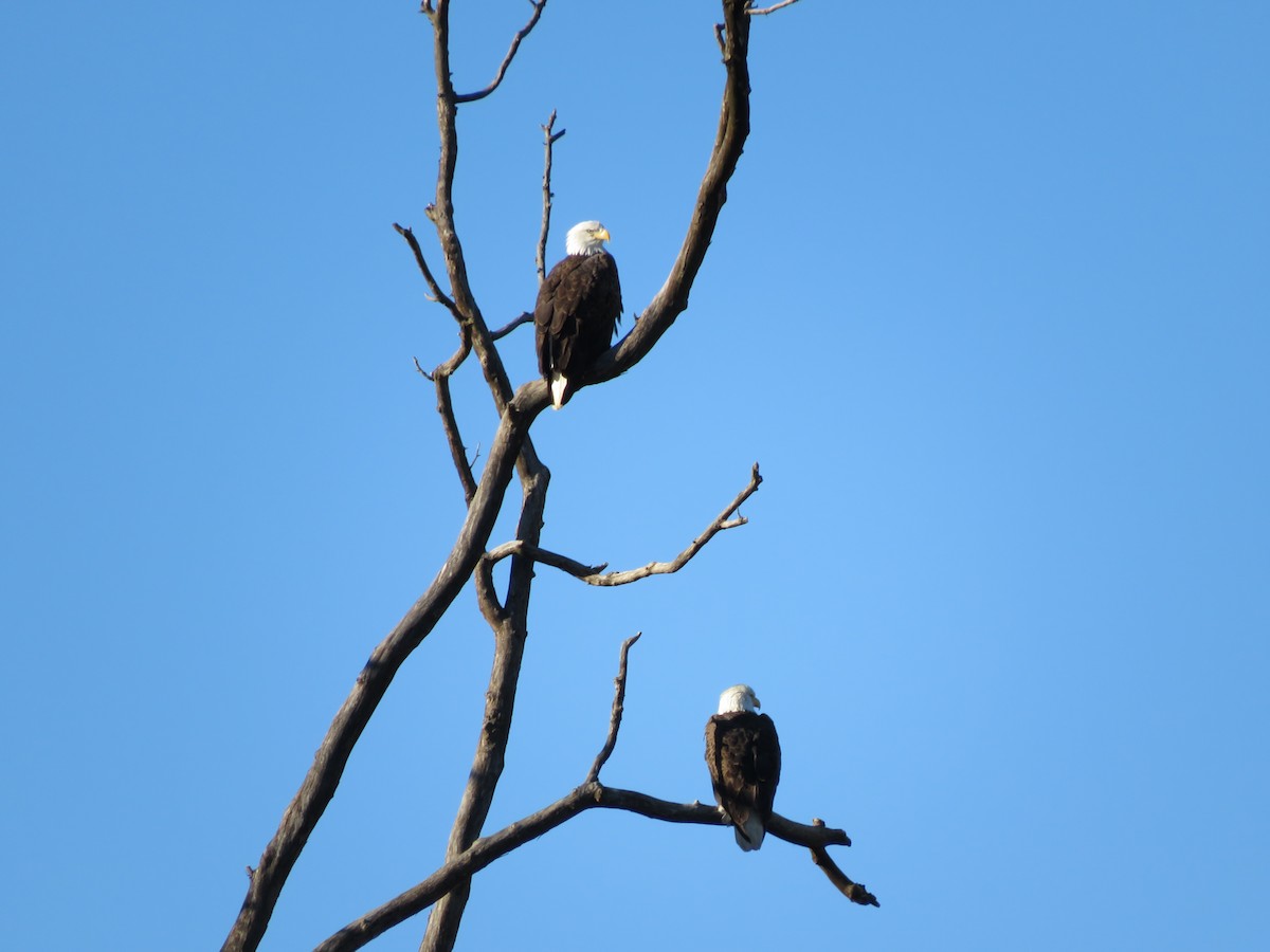Bald Eagle - ML395611611