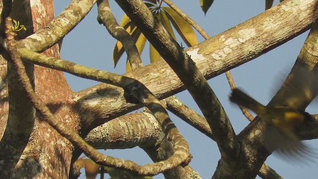 Bulbul à huppe noire - ML395612091