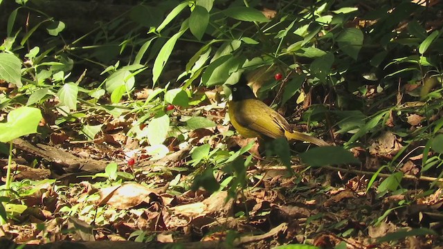 Black-crested Bulbul - ML395612291