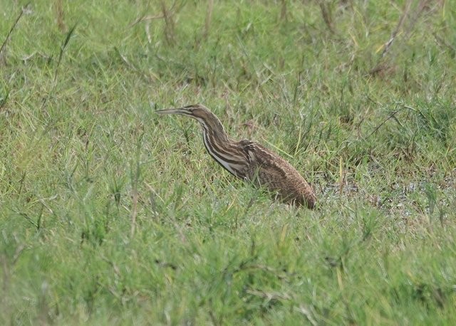 American Bittern - ML395612321