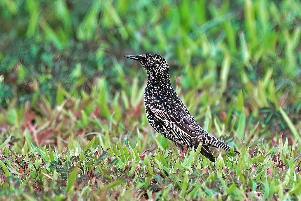 European Starling - ML395613321