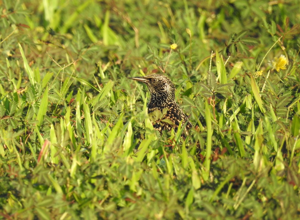 European Starling - ML395613461