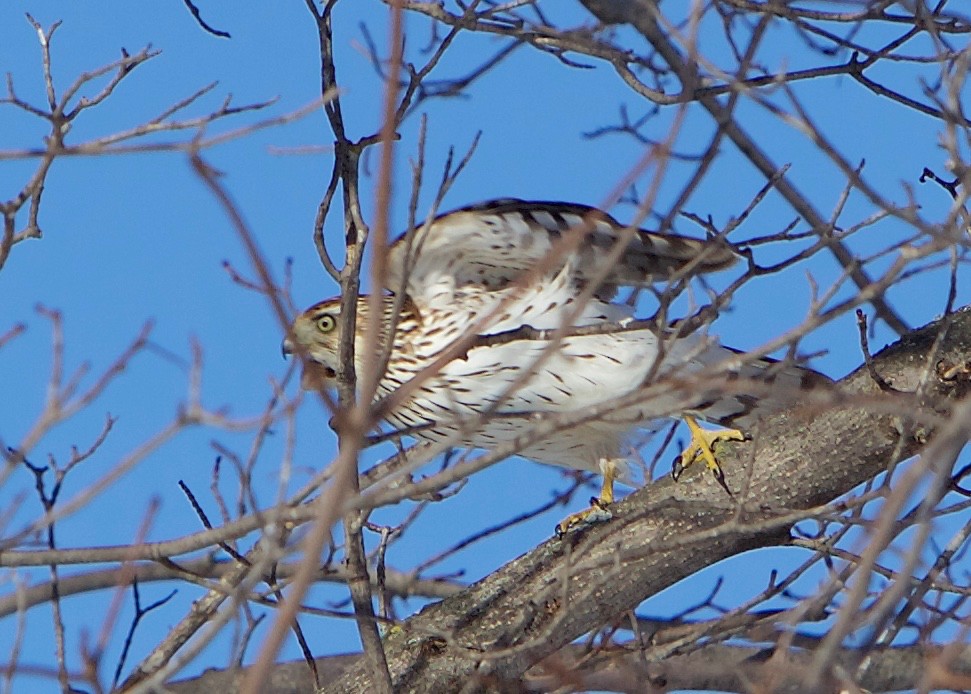 Cooper's Hawk - ML395613961