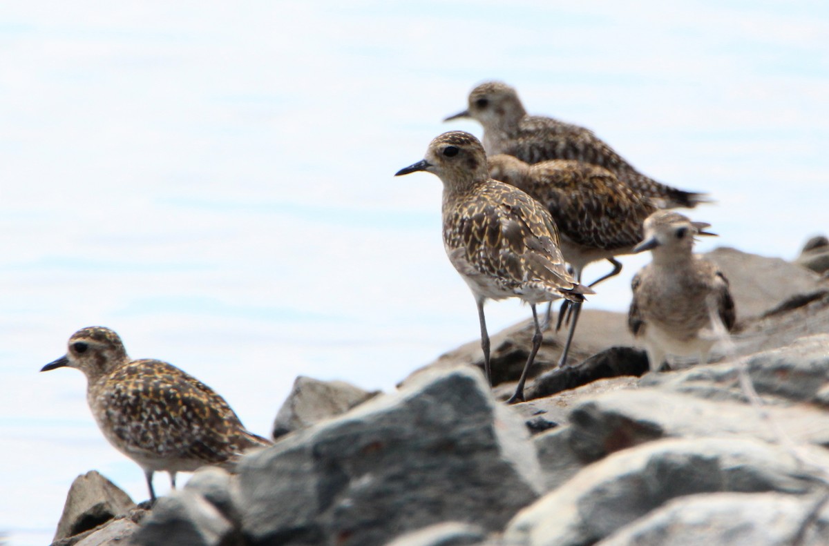 Pacific Golden-Plover - ML39561471